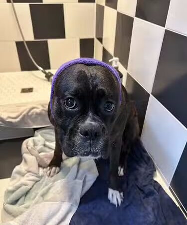 Barking Lot Doggie Daycare & Boarding - Mt Rainier, MD