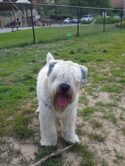 Bonnie Ridge Dog Park - Mt Washington, MD
