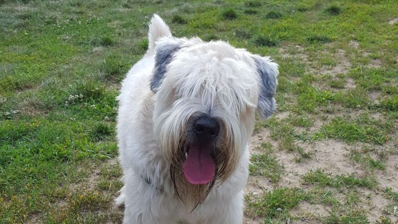 Bonnie Ridge Dog Park - Mt Washington, MD