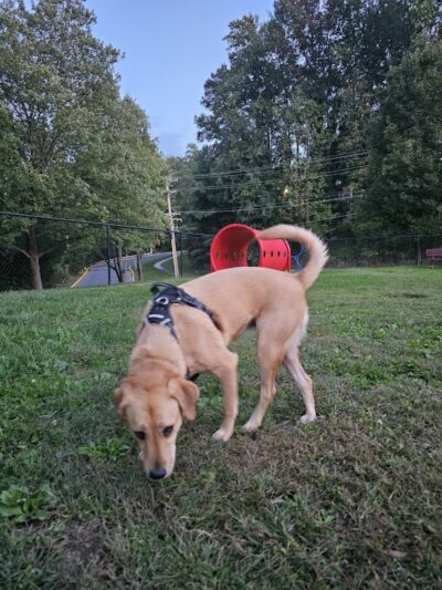 Bonnie Ridge Dog Park - Mt Washington, MD
