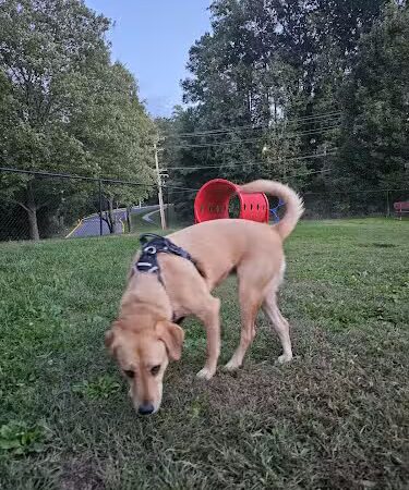Bonnie Ridge Dog Park - Mt Washington, MD