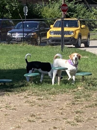 Emerson Dog Park - Muncie, IN