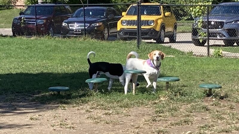 Emerson Dog Park - Muncie, IN