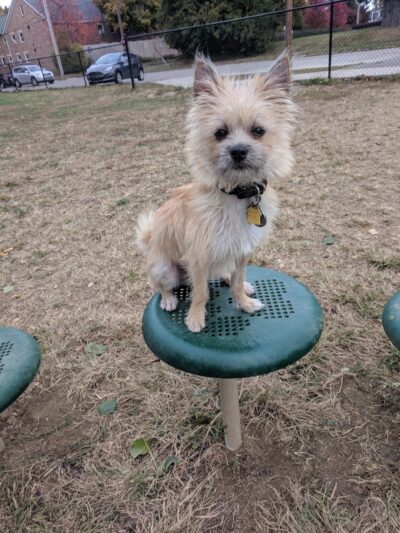 Emerson Dog Park - Muncie, IN