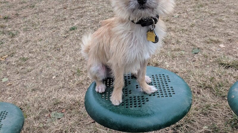 Emerson Dog Park - Muncie, IN