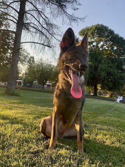 Emerson Dog Park - Muncie, IN