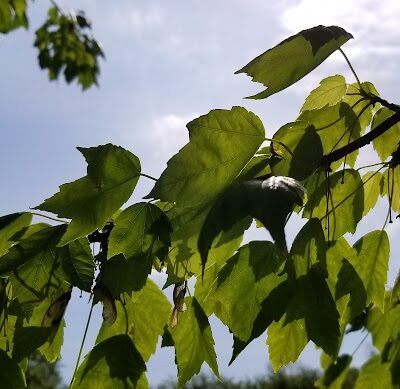 Emerson Dog Park - Muncie, IN