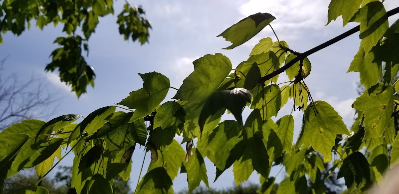 Emerson Dog Park - Muncie, IN