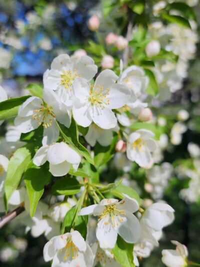 Emerson Dog Park - Muncie, IN