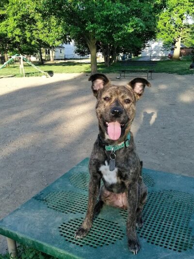 Emerson Dog Park - Muncie, IN