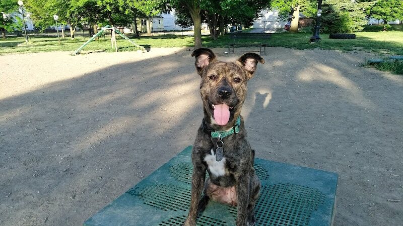 Emerson Dog Park - Muncie, IN