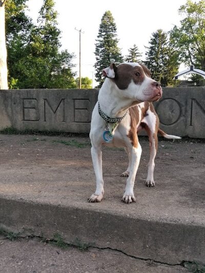 Emerson Dog Park - Muncie, IN
