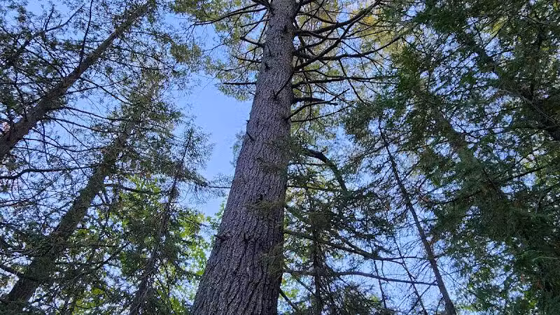Sand Point Marsh Trail - Munising,