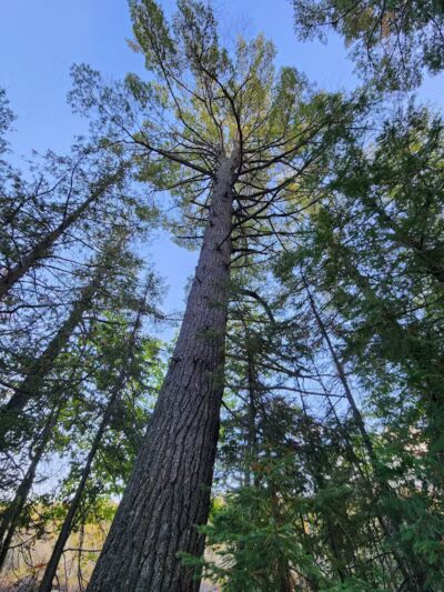 Sand Point Marsh Trail - Munising,