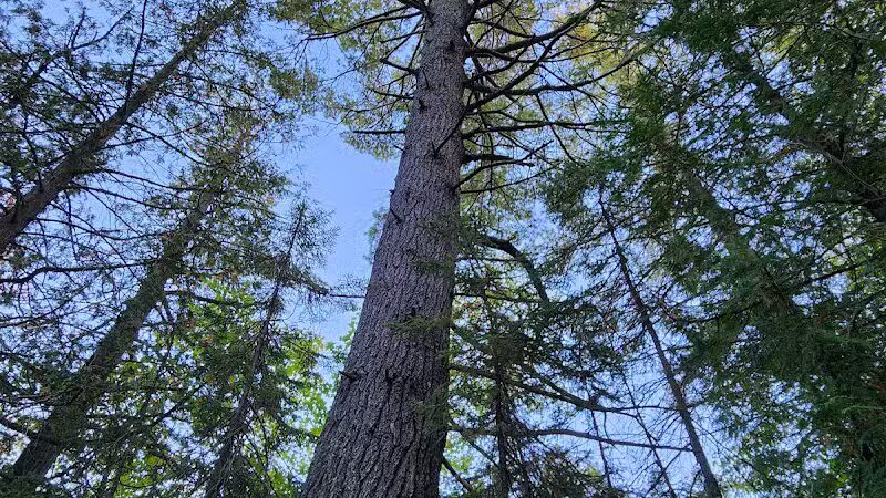 Sand Point Marsh Trail - Munising,