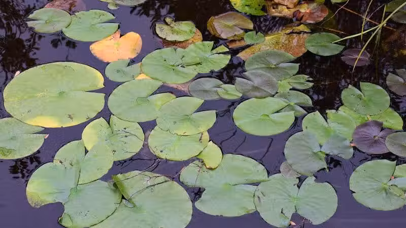 Sand Point Marsh Trail - Munising,