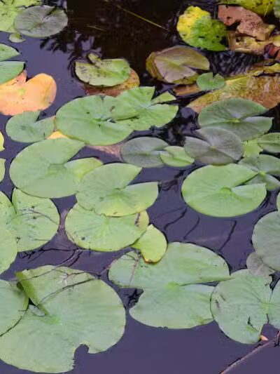 Sand Point Marsh Trail - Munising,