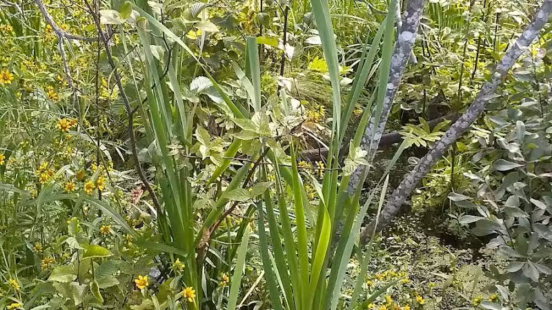 Sand Point Marsh Trail - Munising,