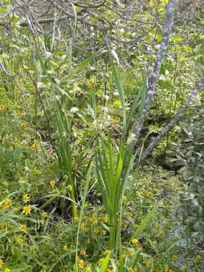 Sand Point Marsh Trail - Munising,