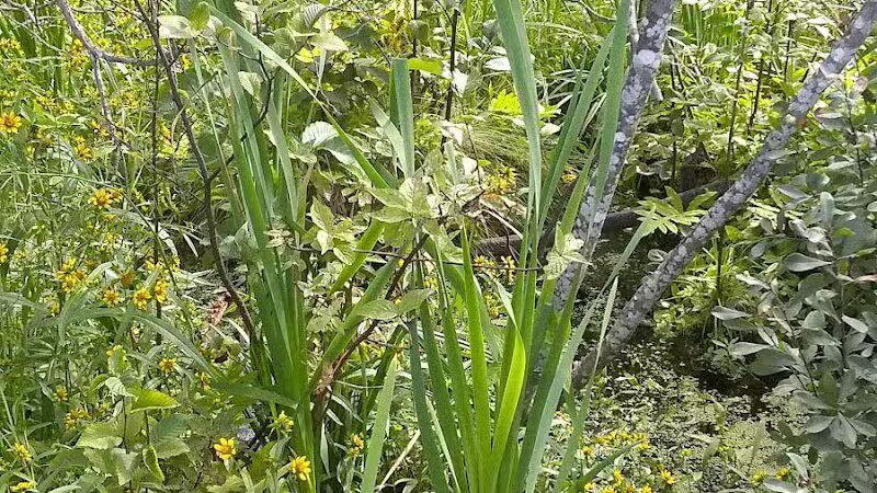 Sand Point Marsh Trail - Munising,