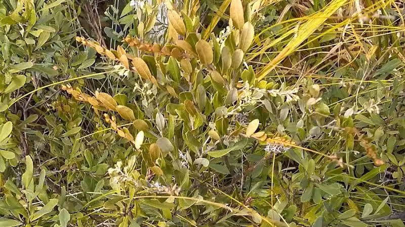 Sand Point Marsh Trail - Munising,
