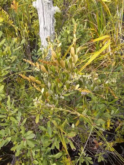 Sand Point Marsh Trail - Munising,