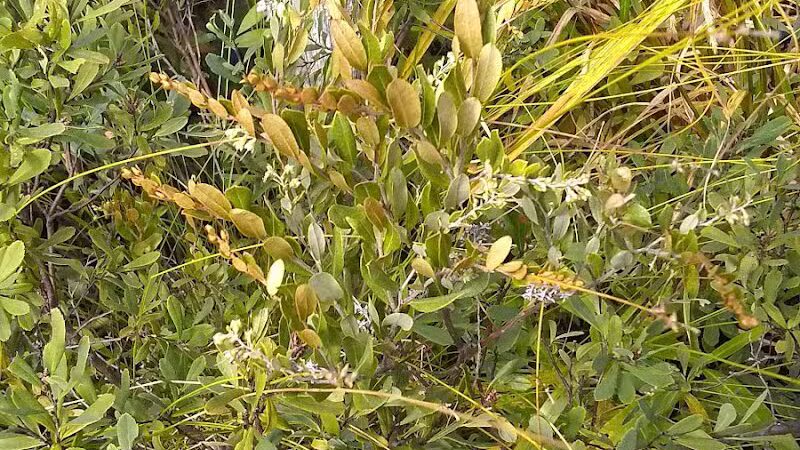 Sand Point Marsh Trail - Munising,