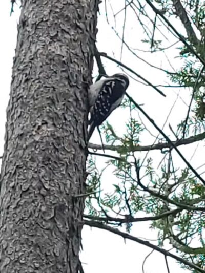 Sand Point Marsh Trail - Munising,
