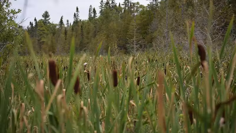 Sand Point Marsh Trail - Munising,