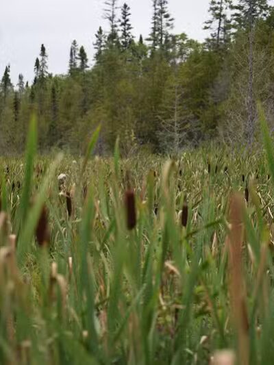 Sand Point Marsh Trail - Munising,