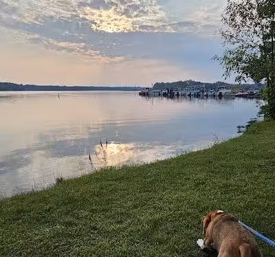 Dog Beach - Munith, MI