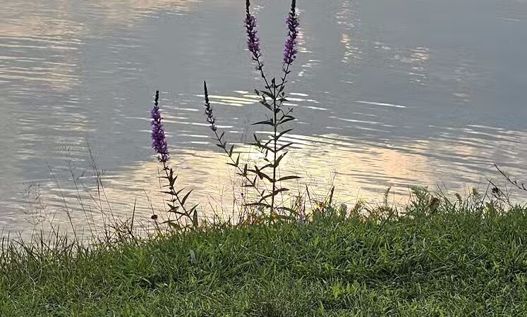 Dog Beach - Munith, MI