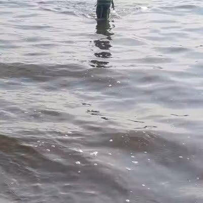 Dog Beach - Munith, MI