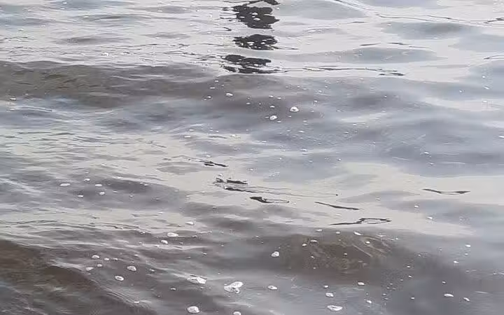 Dog Beach - Munith, MI
