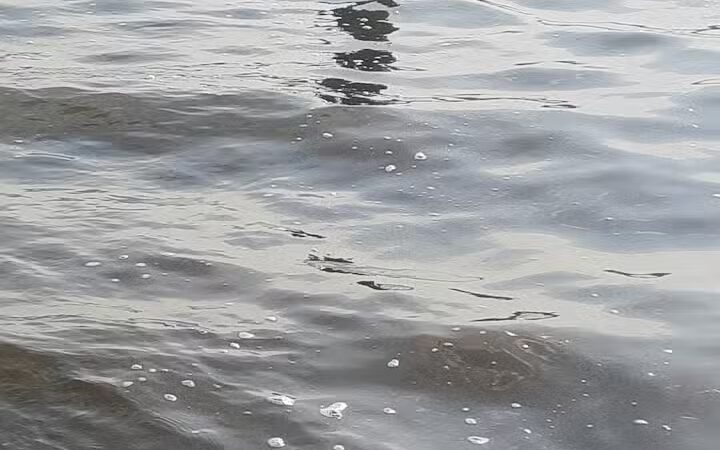 Dog Beach - Munith, MI