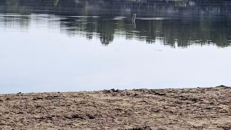 Dog Beach - Munith, MI