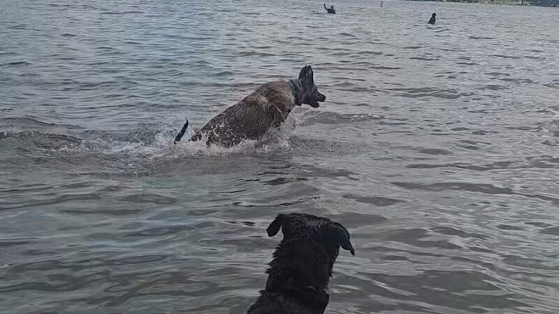 Dog Beach - Munith, MI