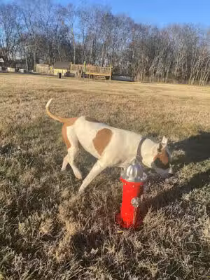 Canterbury Tails Private Dog Park - Murfreesboro, TN