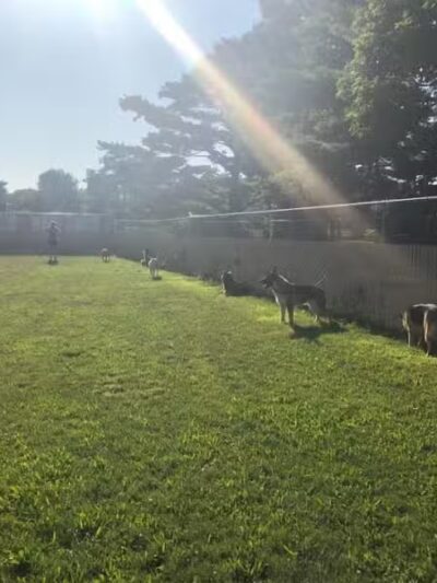 Dog Star Ranch - Muskegon,