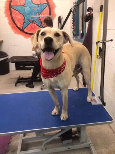 Dog Star Ranch - Muskegon,