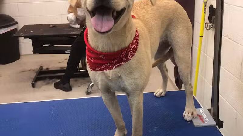 Dog Star Ranch - Muskegon,