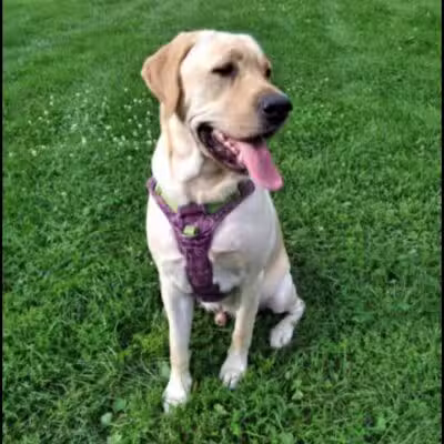 Dog Star Ranch - Muskegon,
