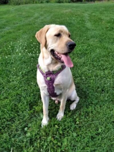 Dog Star Ranch - Muskegon,