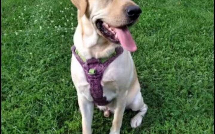 Dog Star Ranch - Muskegon,