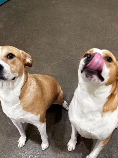 Dog Star Ranch - Muskegon,