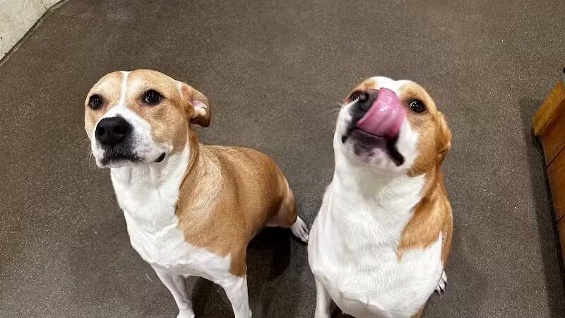 Dog Star Ranch - Muskegon,