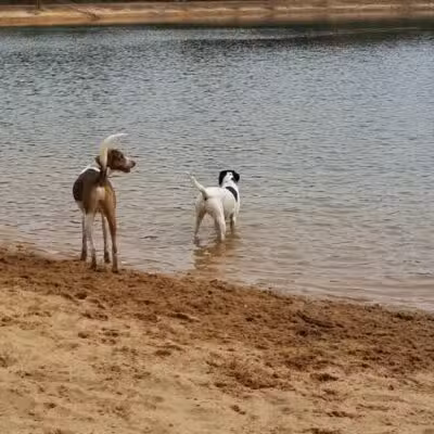 Dog Star Ranch - Muskegon,