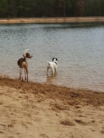 Dog Star Ranch - Muskegon,