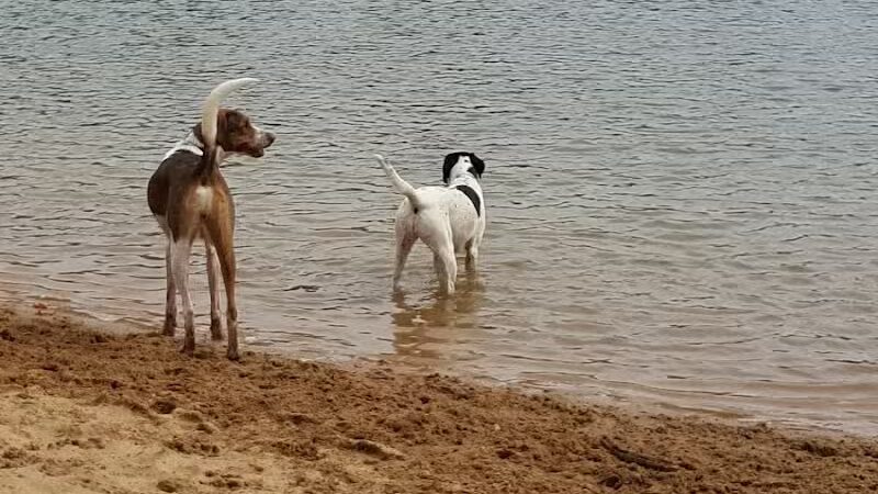 Dog Star Ranch - Muskegon,