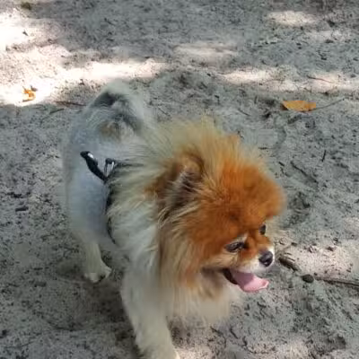 Dog Star Ranch - Muskegon,